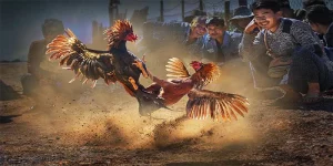 Tập luyện cho gà chọi