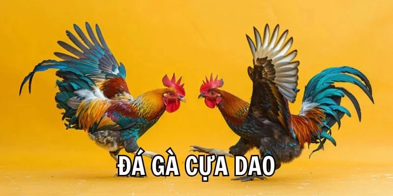Khái niệm loại hình cá độ đá gà cựa dao