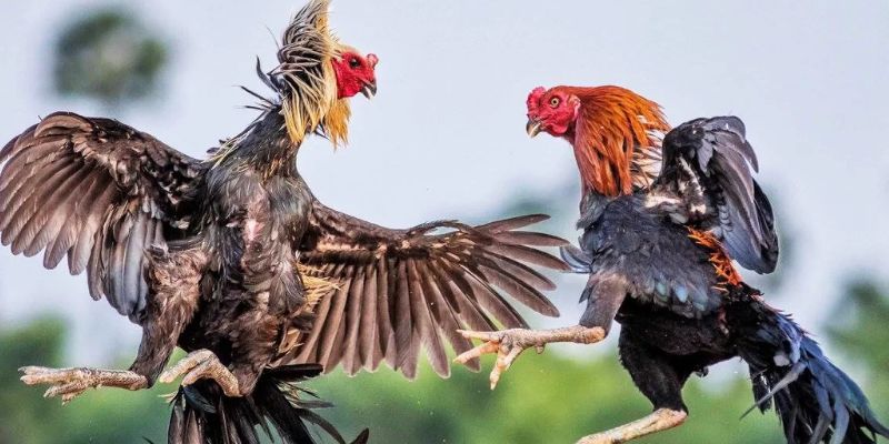 Những bài tập thể lực để thực hiện cho gà chọi